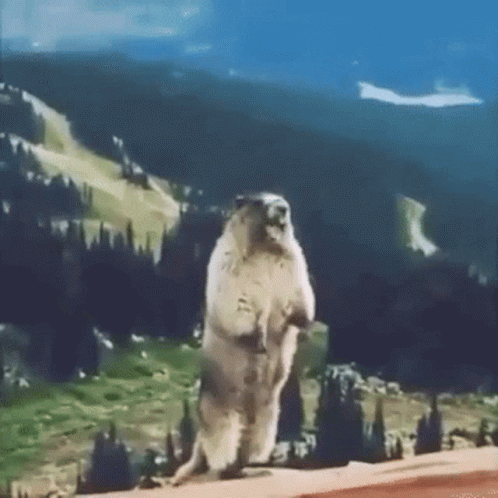 squirrel-scream.gif